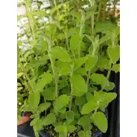 Разсад Мента с аромат на Ягода Mentha × piperita f citrata Strawberry