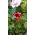 Мини Рози с различни цветове