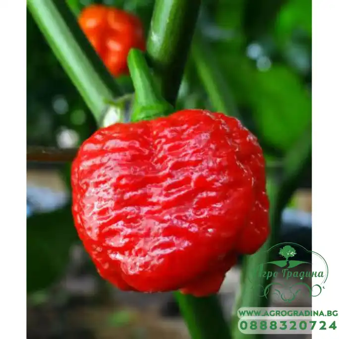 Много люти чушки в саксия (различни видове, височина 80-110 см) Hot peppers in pot Много люти чушки в саксия (различни видове, височина 80-110 см) Hot peppers in pot
