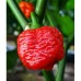 Много люти чушки в саксия (различни видове, височина 80-110 см) Hot peppers in pot – Разсад