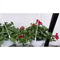 Каскадна петуния във висяща саксия с кука - различни цветове