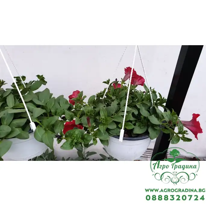 Каскадна петуния във висяща саксия с кука - различни цветове Каскадна петуния във висяща саксия с кука - различни цветове