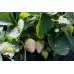 Разсад БЯЛА Ягода сорт Pineberry