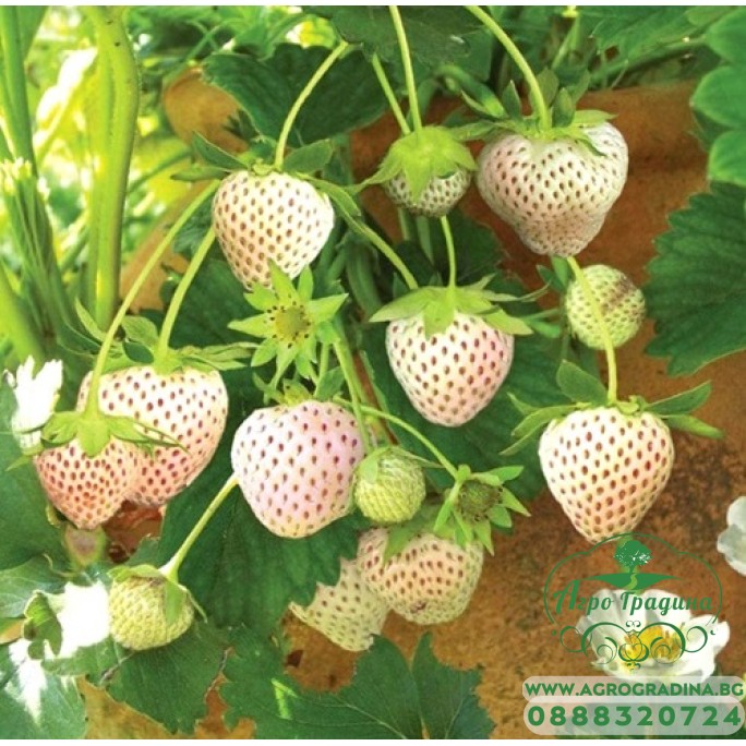 Разсад БЯЛА Ягода сорт Pineberry