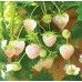 Разсад БЯЛА Ягода сорт Pineberry