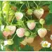 Разсад БЯЛА Ягода сорт Pineberry