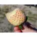 Разсад БЯЛА Ягода сорт Pineberry