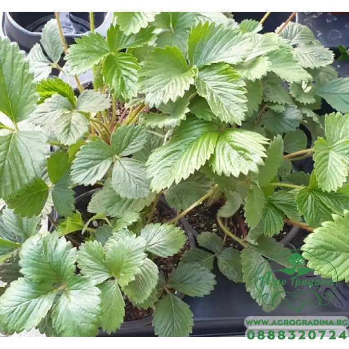 Разсад Ягоди сорт Клери