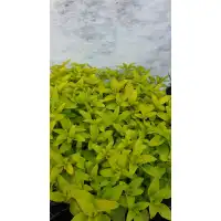Разсад Жълт Риган