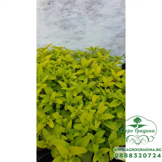 Разсад Жълт Риган Разсад Жълт Риган