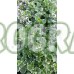 Разсад Глехома вариагата / Glechoma hederacea variegata
