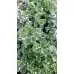 Разсад Глехома Вариегата Glechoma hederacea Variegata