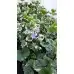 Разсад Глехома Вариегата Glechoma hederacea Variegata