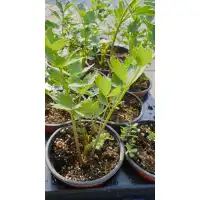 Разсад Девисил / Levisticum officinale Koch