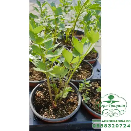 Разсад Девисил Levisticum officinale Koch