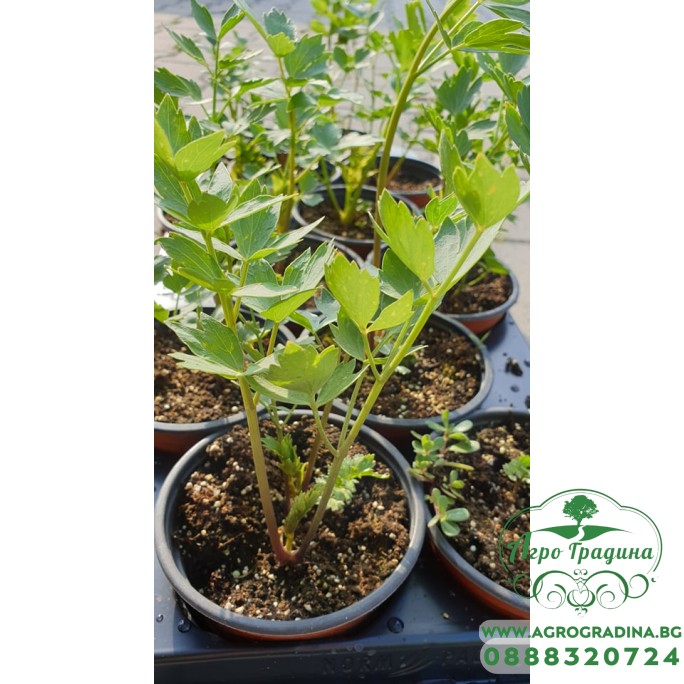 Разсад Девисил / Levisticum officinale Koch