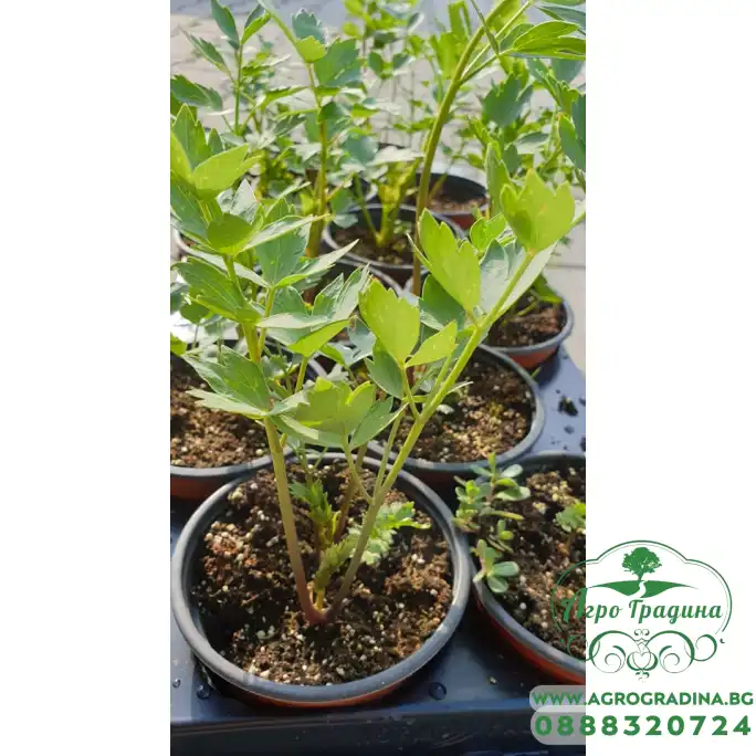 Разсад Девисил Levisticum officinale Koch Разсад Девисил Levisticum officinale Koch