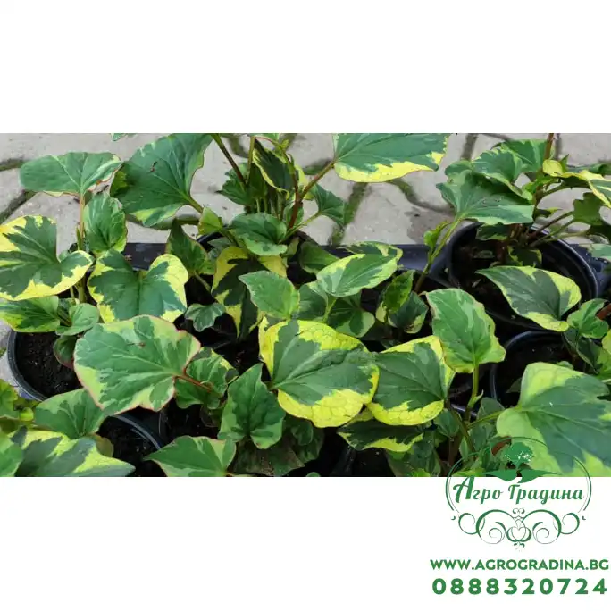 Разсад за Многоцветна хотуния (Houttuynia cordata - chameleon) Разсад за Многоцветна хотуния (Houttuynia cordata - chameleon)