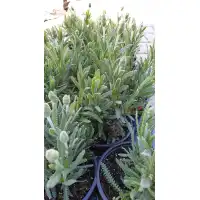 Разсад Лавандула с нарязани листа