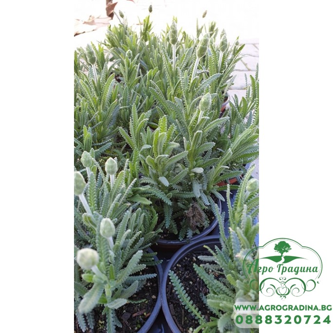 Разсад Лавандула с нарязани листа