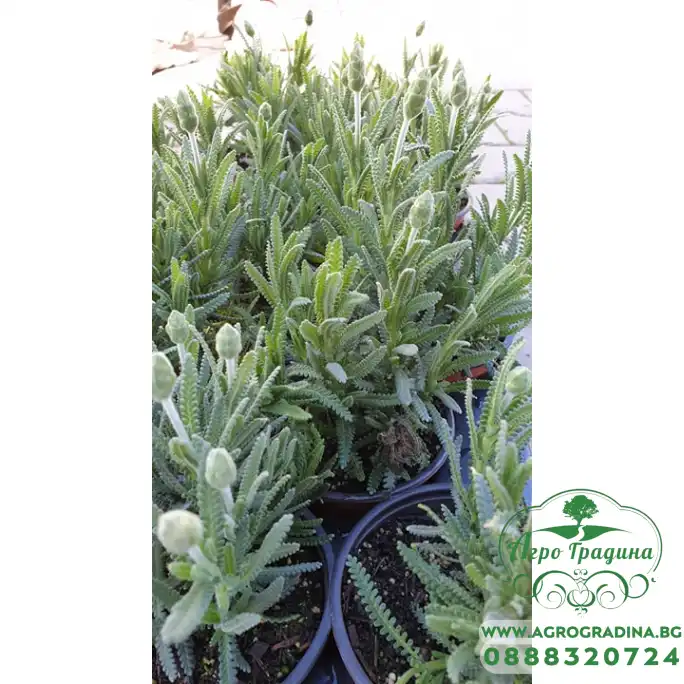 Разсад Лавандула с нарязани листа Разсад Лавандула с нарязани листа