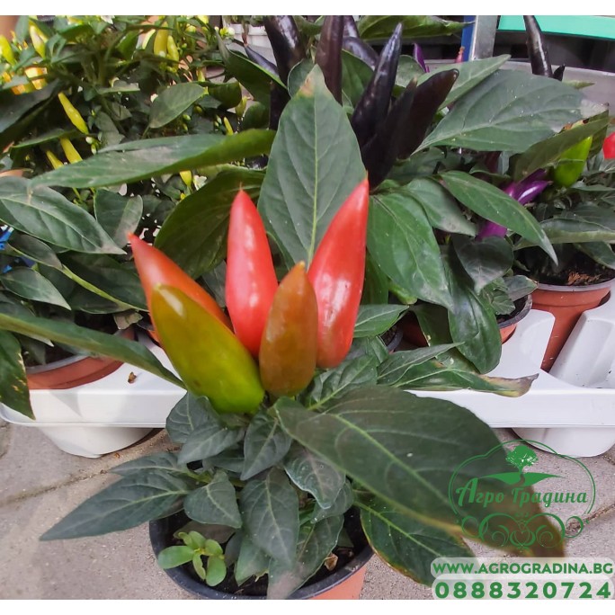 Разсад от люти чушки червени (реални снимки)