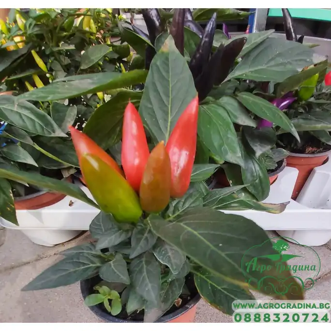Разсад от люти чушки червени (реални снимки)