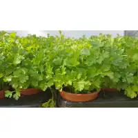 Разсад Магданоз Petroselinum crispum