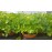 Разсад Магданоз Petroselinum crispum