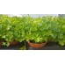 Разсад Магданоз / Petroselinum crispum