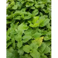 Разсад Маточина / Melissa officinalis