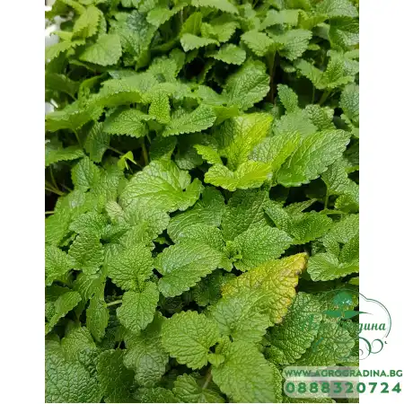 Разсад Маточина Melissa officinalis