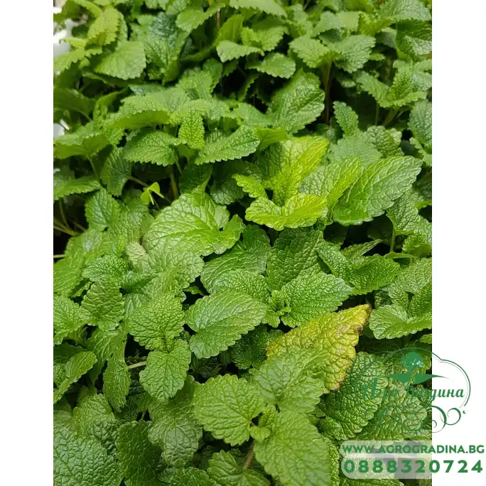 Разсад Маточина Melissa officinalis