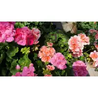 Мушкато кичесто в саксия - различни цветове 