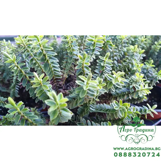 Разсад от Хебе Разсад от Хебе