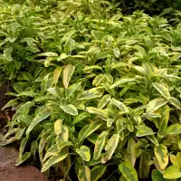 Разсад Салвия - шарена Salvia officinalis