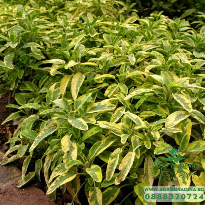 Разсад Салвия - шарена Salvia officinalis