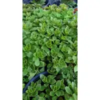 Разсад за Седум зелен