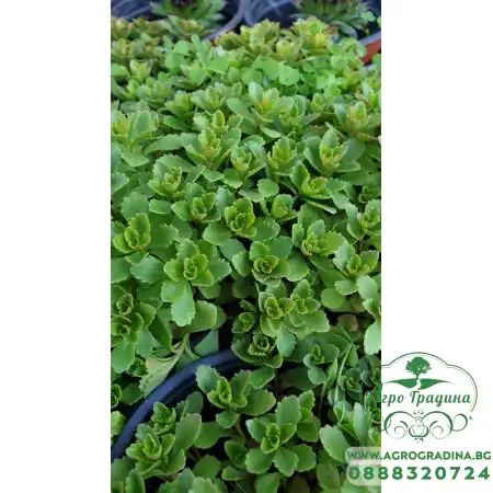 Разсад за Седум зелен