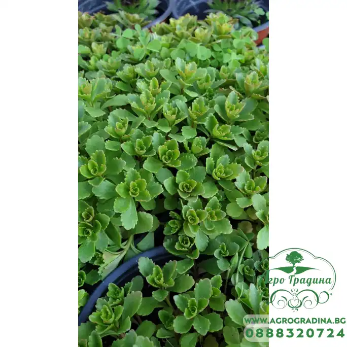 Разсад за Седум зелен Разсад за Седум зелен