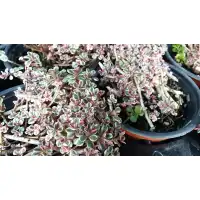 Разсад за Седум Триколор