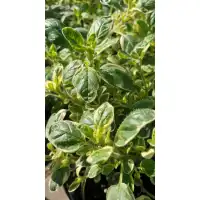 Разсад Шарен Риган