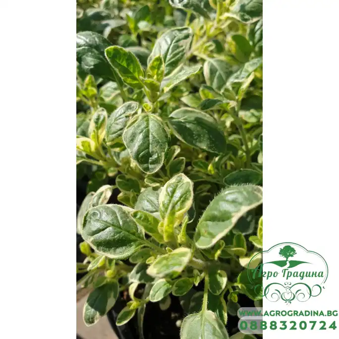 Разсад Шарен Риган Разсад Шарен Риган