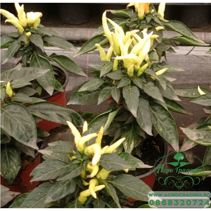 Разсад от сладки жълти чушки (реални снимки)