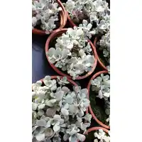 Разсад за Сребрист Седум