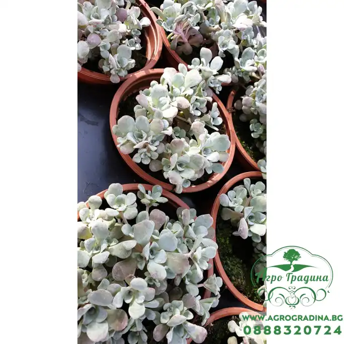 Разсад за Сребрист Седум Разсад за Сребрист Седум