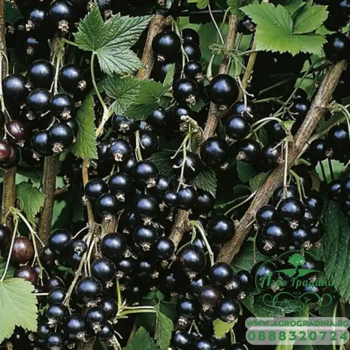 Разсад Йоща Jostaberry (Ribes × nidigrolaria) - хибрид между касис и цариградско грозде Разсад Йоща Jostaberry (Ribes × nidigrolaria) - хибрид между касис и цариградско грозде