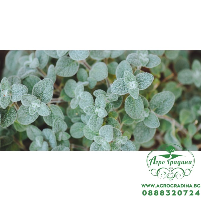 Разсад от Критски риган