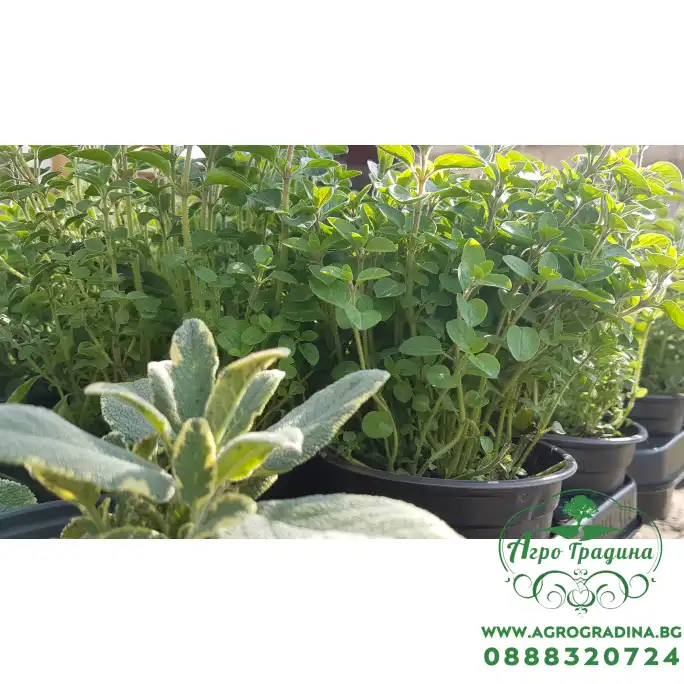 Разсад Риган Origanum vulgare Разсад Риган Origanum vulgare