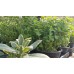 Разсад Риган Origanum vulgare